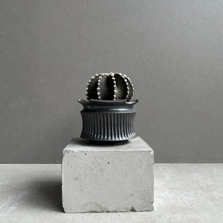 カクタス | STORES