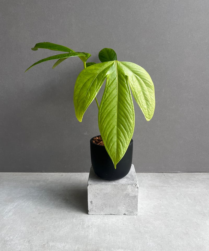 アンスリウム フルカタム「Anthurium falcatum」32D | SHOUCHIKUEN