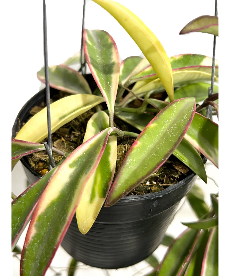 ホヤ ケンティアナ アルボマルジナータ 'ロリー リン'「Hoya kentiana