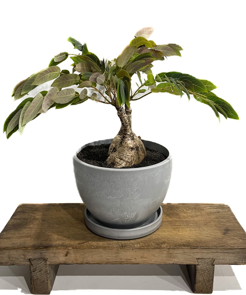 フィランサス ミラビリス「Phyllanthus mirabilis」8/25-93B | S