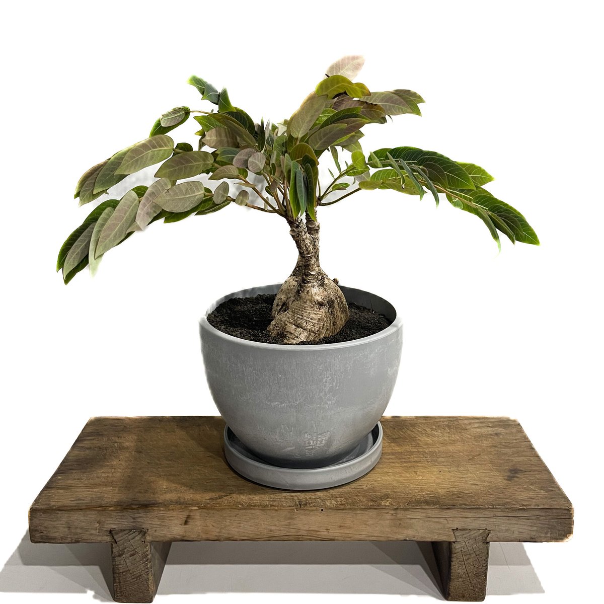 フィランサス ミラビリス「Phyllanthus mirabilis」8/25-93B | S