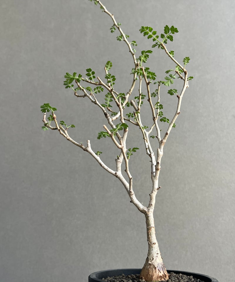 パキコルムス ディスカラー “象の木” (実生苗) 「Pachycormus discolor