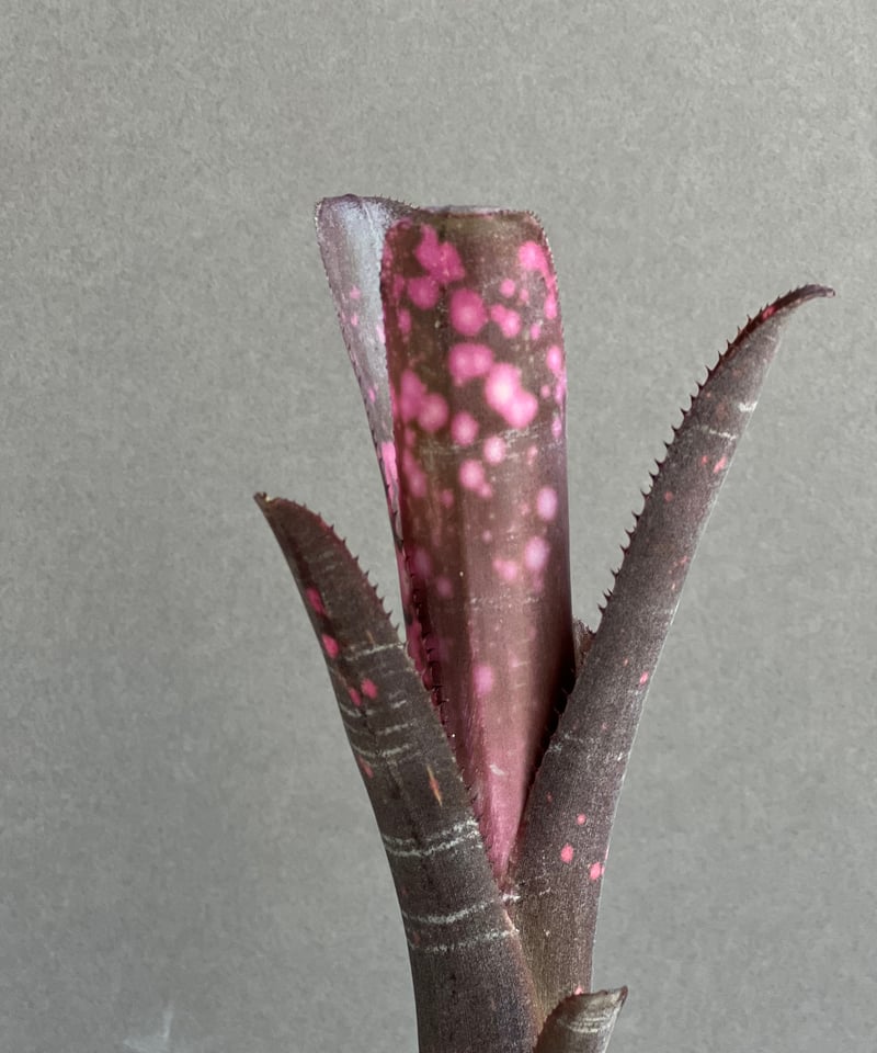 ビルベルギア インセンディアリー デライト 「Billbergia Incendiary De