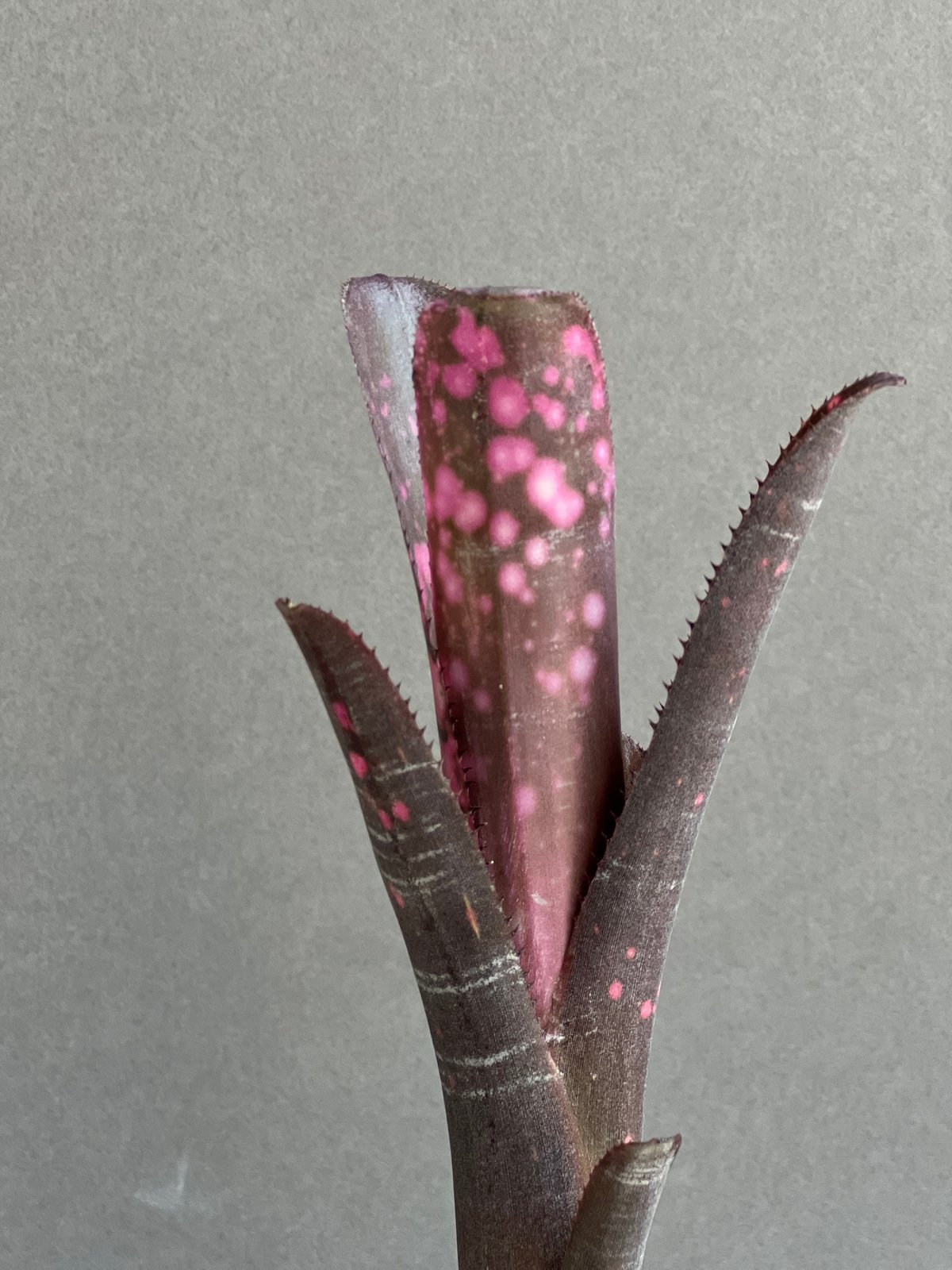 ビルベルギア インセンディアリー デライト 「Billbergia Incendiary De