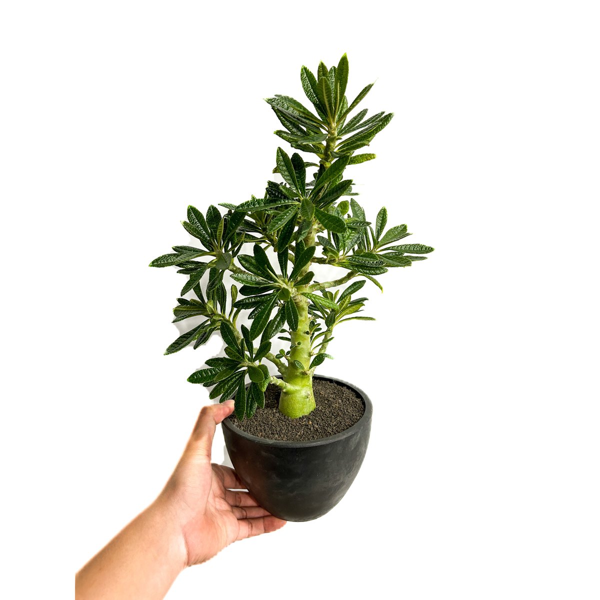 ドルステニア ギガス 5年目② ドルステニア：ギガス（実生苗）5号23-06 の通販 | 園芸ネット