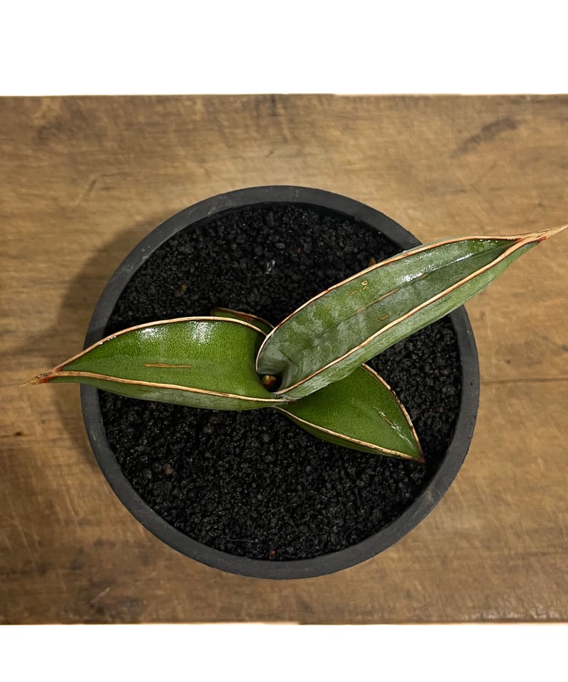 サンセベリア lav.24561「Sansevieria lav. 24561」6/1-715