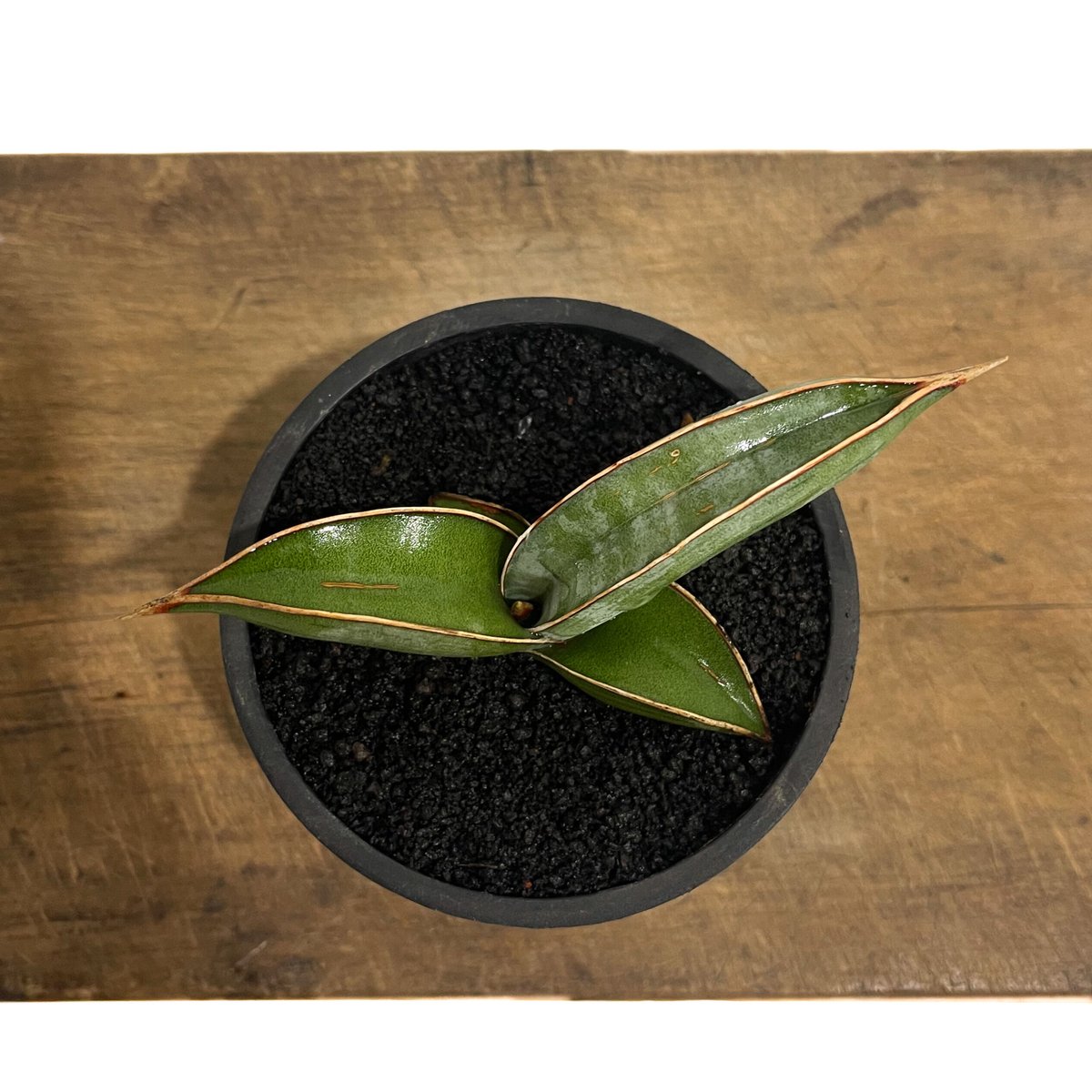 サンセベリア lav.24561「Sansevieria lav. 24561」6/1-715