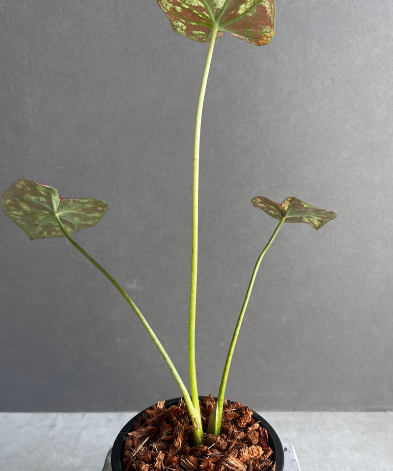 カラジューム ハイブリッド “レッド インパルス” 「Caladium Hybrid