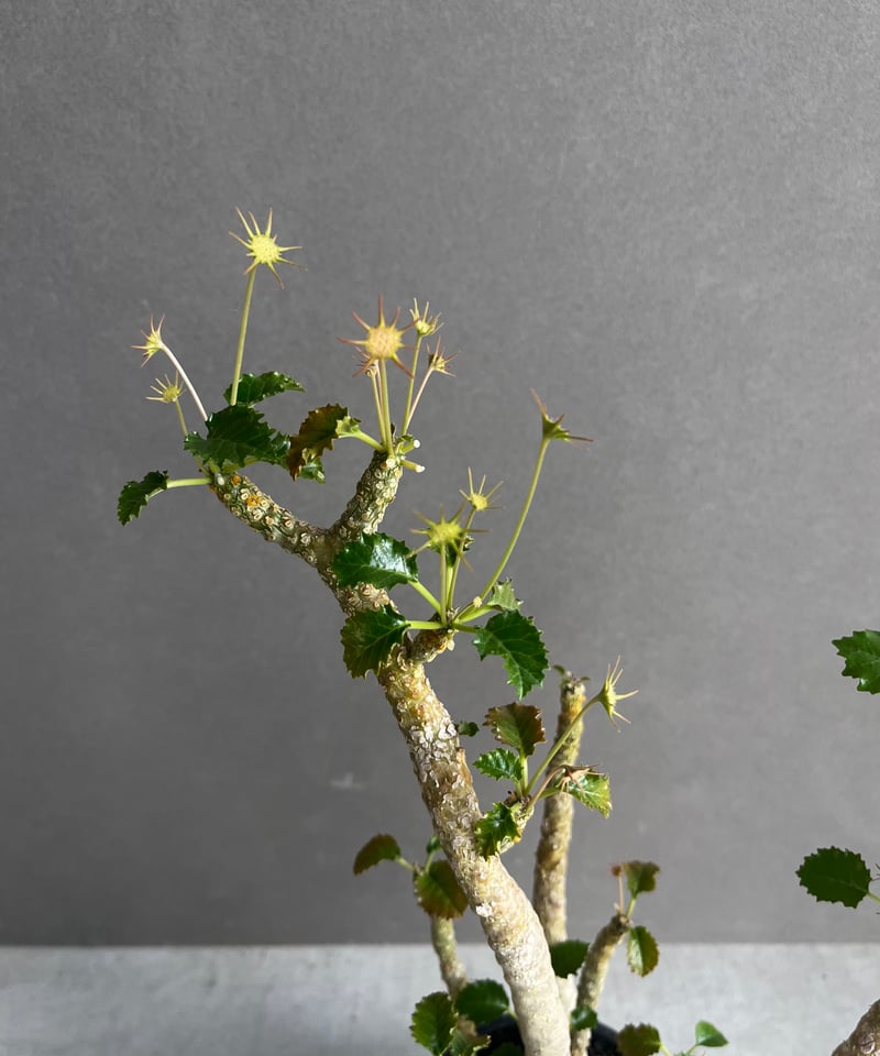 ドルステニア ジプソフィラ x ホルウッディ「Dorstenia gypsophila x h