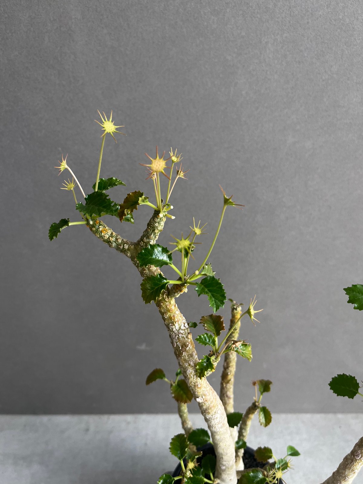 ドルステニア ジプソフィラ x ホルウッディ「Dorstenia gypsophila x h