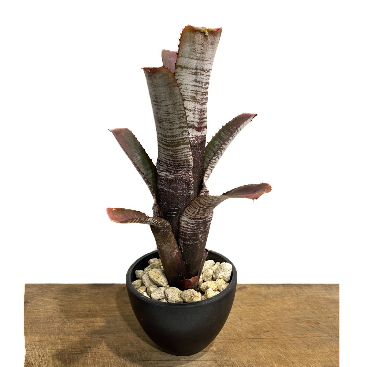 エクメア ヌディカウリス シルバー ストリーク「Aechmea