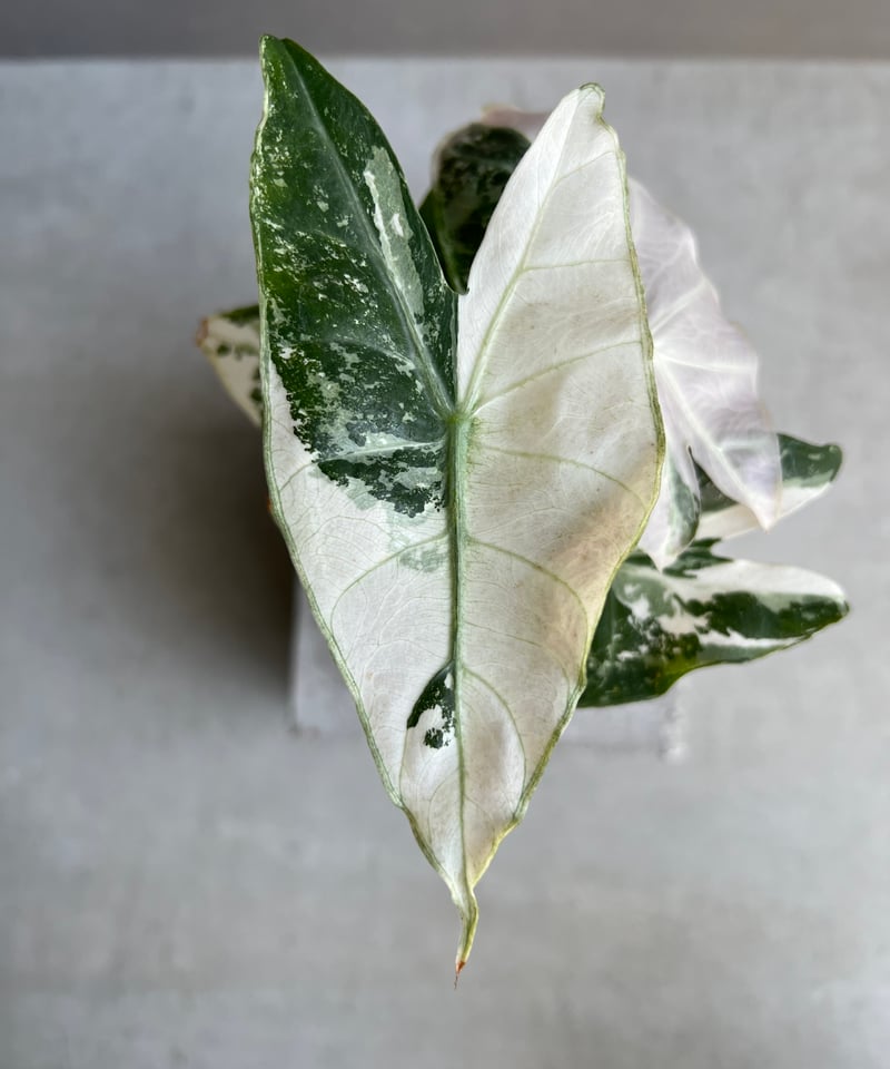 アロカシア アズラニー ピンク アルボ Alocasia Azlanii pink albo : r/RareHouseplants
