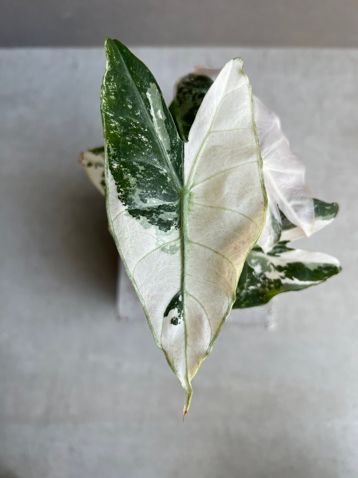 アロカシア ハイブリッド 選抜個体 「Alocasia pink dragon albo アロカシア ハイブリッド 選抜個体 「Alocasia pink dragon albo