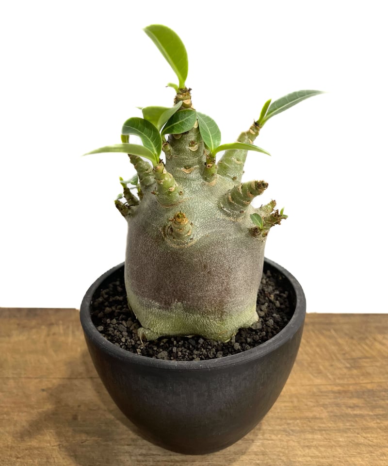 アデニウム アラビカムドワーフ タイプ “ブラック”「adenium arabicum