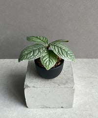 モンステラ デリシオーサ レガシー 「Monstera delisiosa Legacy 」8