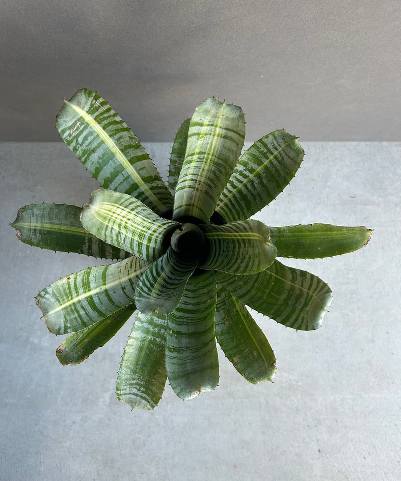 エクメア チャンティニー ビスタ 「Aechmea chantinii Vista 」23J