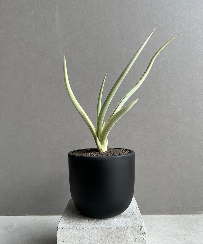 ⭐︎本物⭐︎【超希少】サンスベリア　ダンシングドラゴン　Dancing Dragon サンセベリア ダンシング ドラゴン 「Sansevieria Dancing Dragon