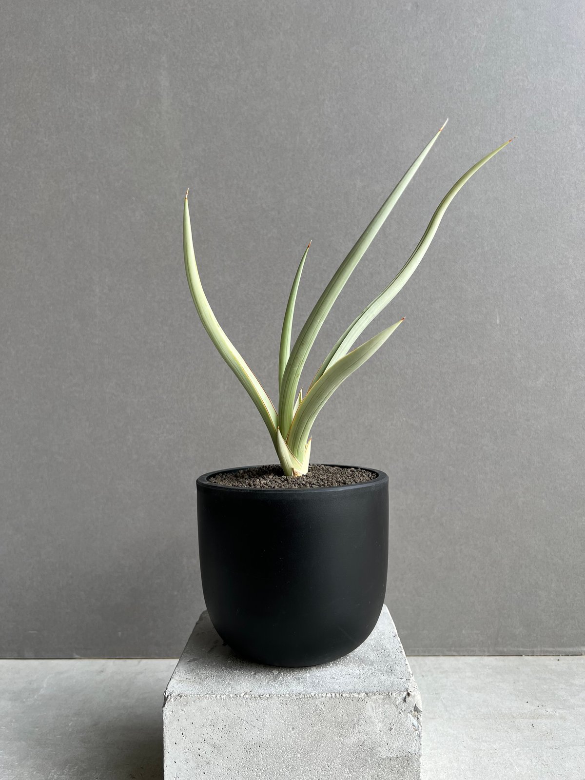 サンセベリア ダンシング ドラゴン 「Sansevieria Dancing Dragon