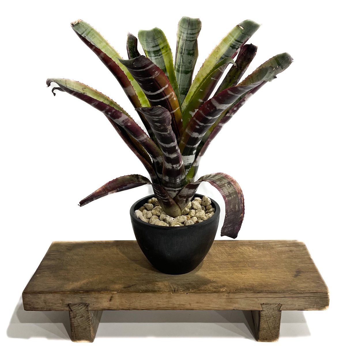 ブロメリア・エアープランツ Aechmea Otto Aechmea Otto 【artPLANTs】エクメア/タンクブロメリア