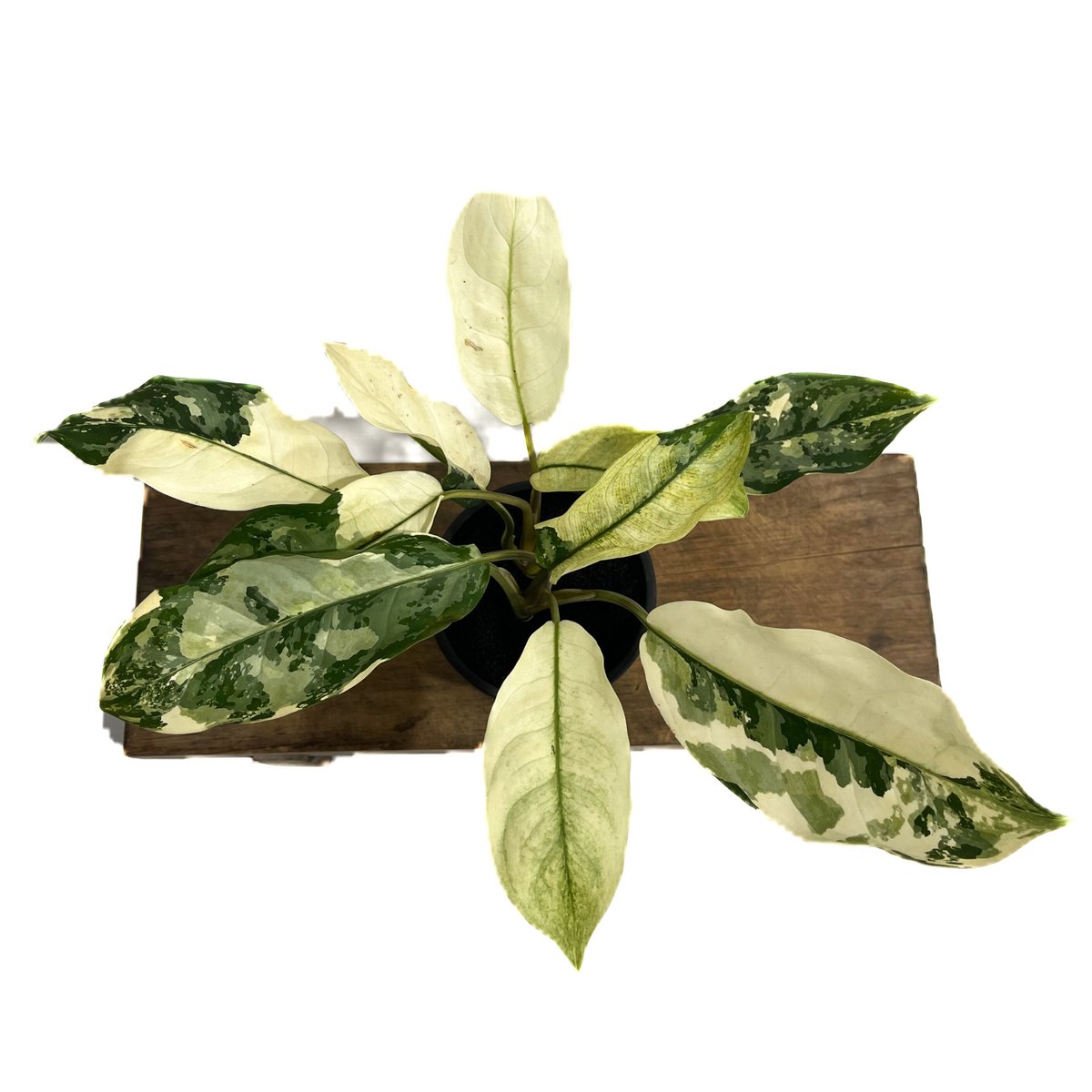 超希少❗️アグラオネマ　マニラプライド✨ アグラオネマ マニラズ プライド 斑入「Aglaonema Manila's Pride va