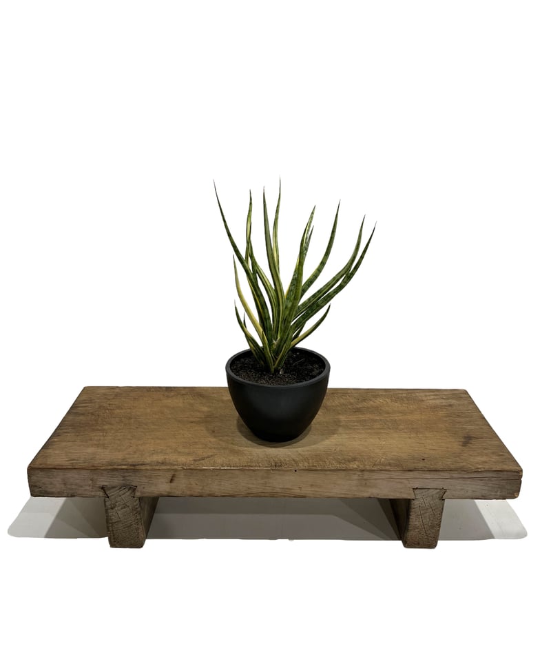 サンセベリア ブンルートーチ 斑入 「Sansevieria Bunlue Torch Var
