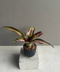 ビカクシダ ウィリンキー cv. ノース スター スポアリング セレクト「P