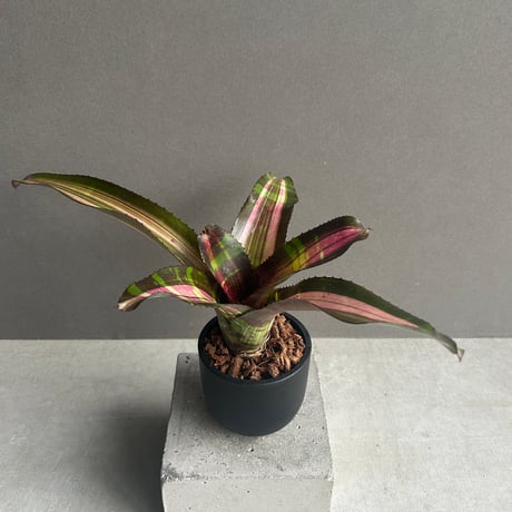 ネオレゲリア | STORES