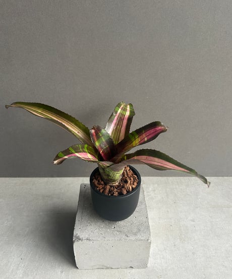 CATEGORY 価格 | SHOUCHIKUEN