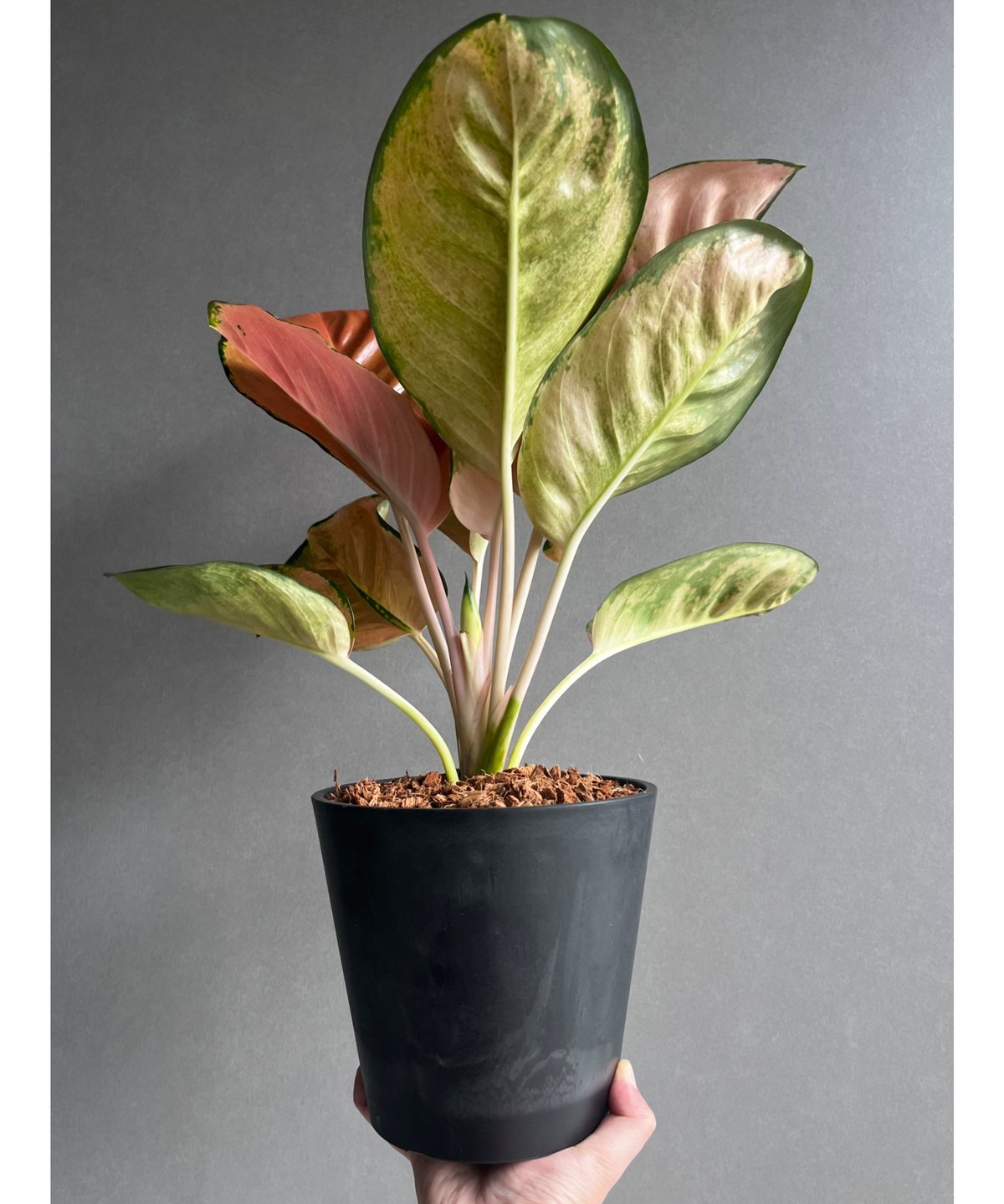 アグラオネマ スターバックス「Aglaonema Starbucks」56A