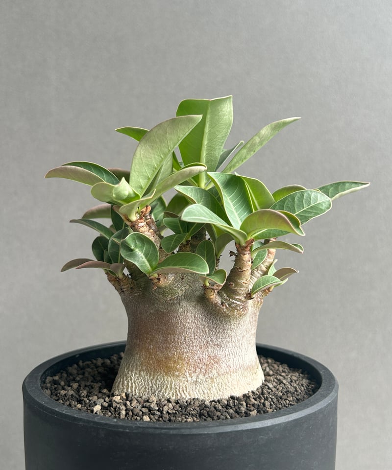アデニウム アラビカム スーパー ドワーフ “ブラック” 「Adenium