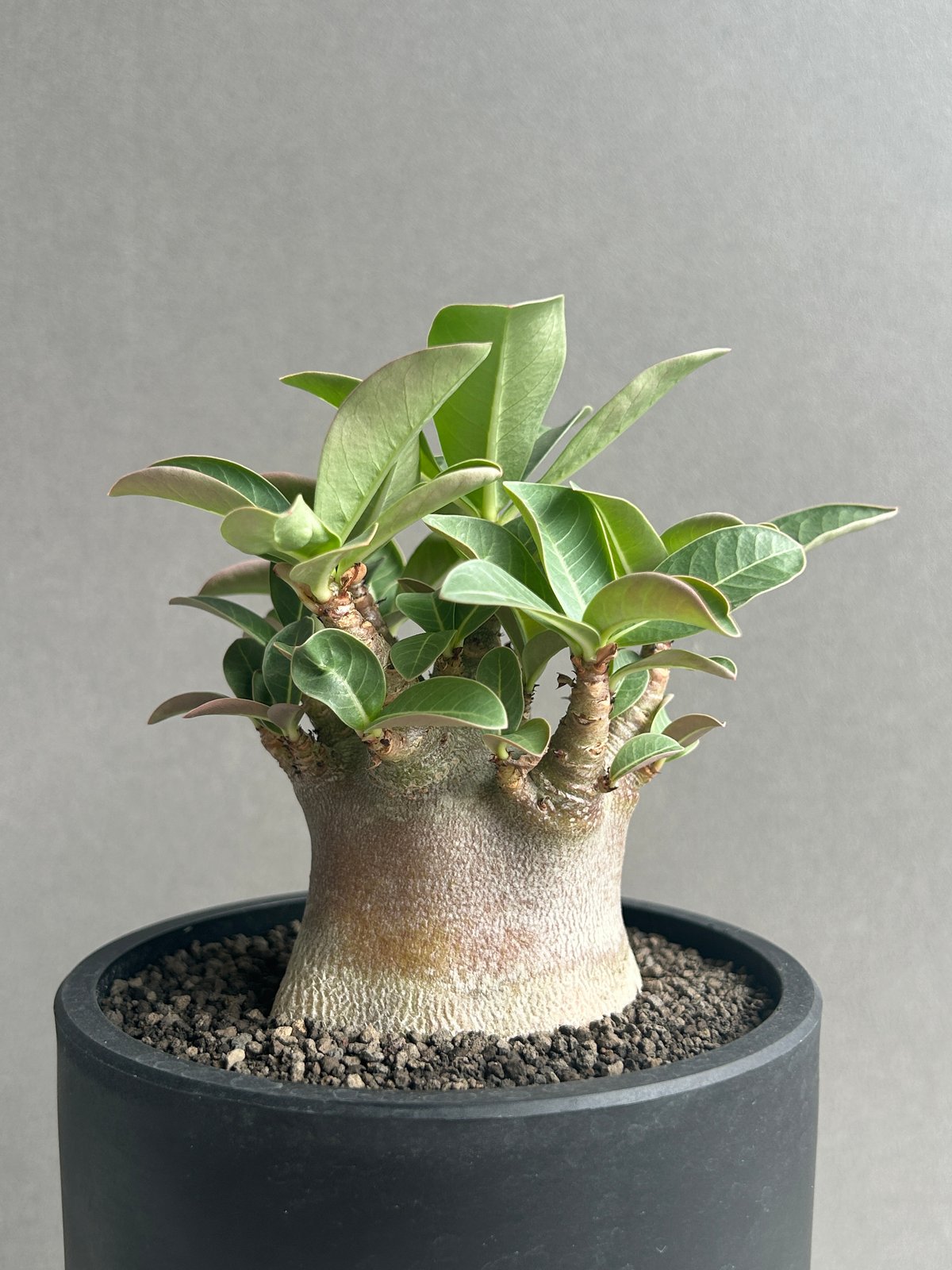 アデニウム アラビカム スーパー ドワーフ “ブラック” 「Adenium