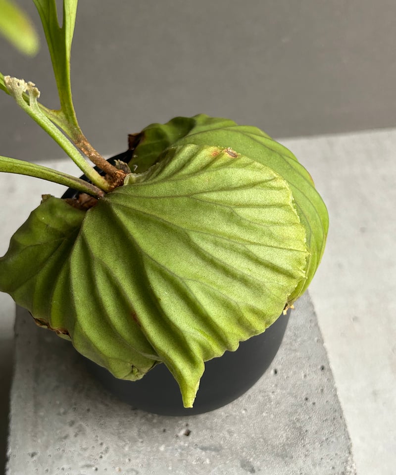 ビカクシダ　リドレイ　パカラン(P.ridleyi Pakarang )　6株 P. ridleyi 'Pakarang' リドレイ【vandaka】ビカクシダ パカラン