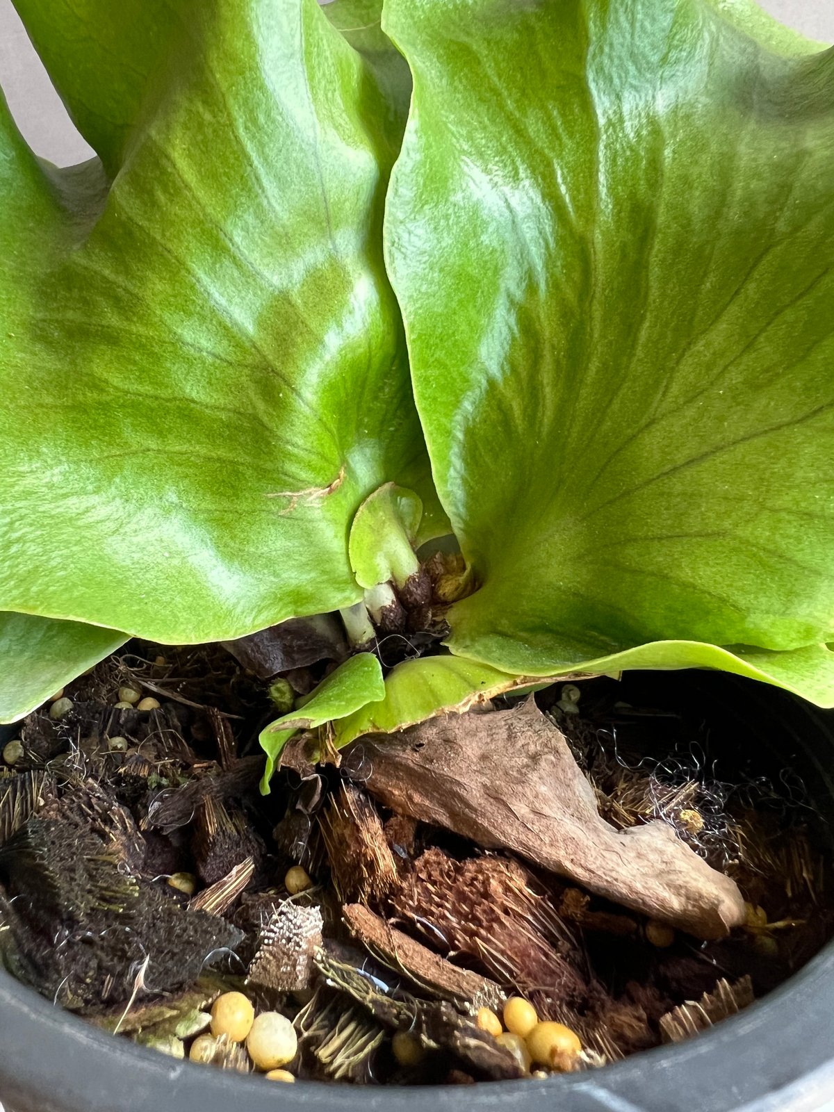 ビカクシダ バタフライ 「Platycerium Butterfly 」77X | SHOUC