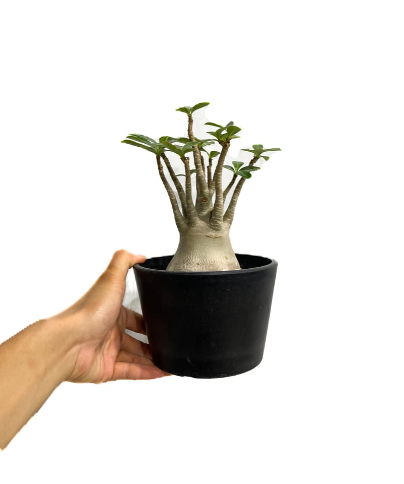 アデニウム アラビカム 「Adenium arabicum 」7/6-951 | SHOUCH