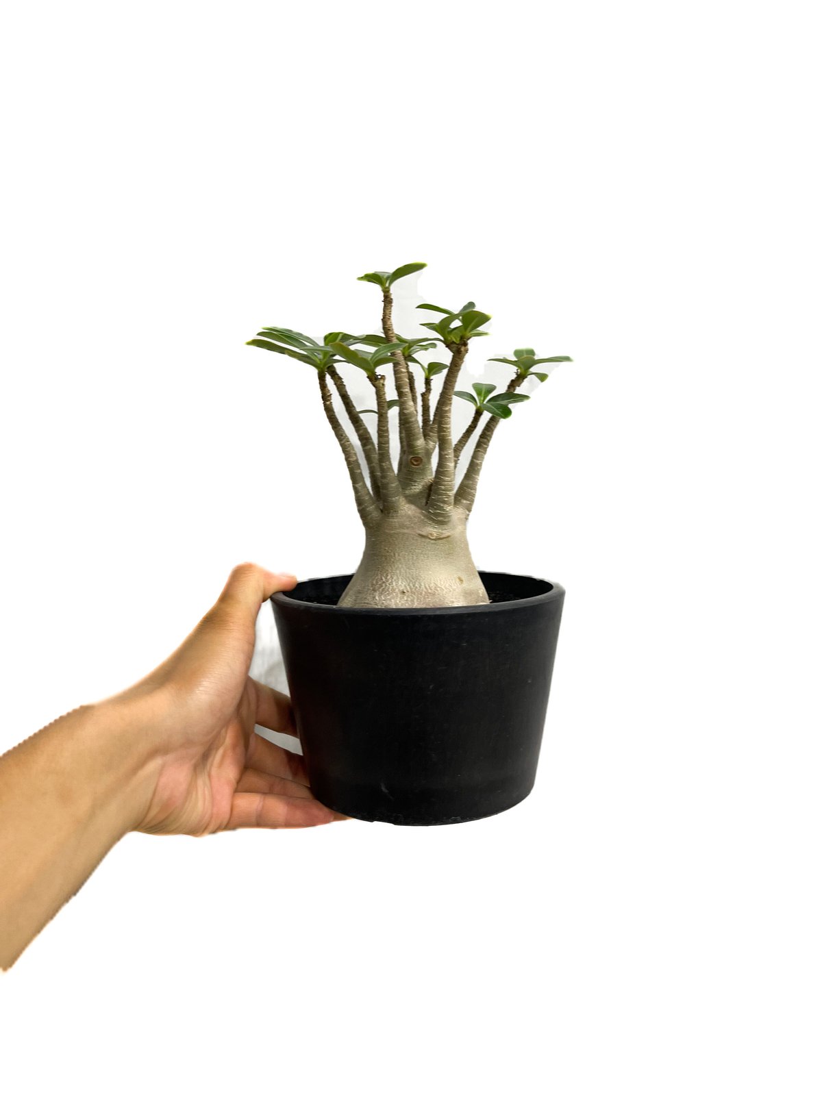 アデニウム アラビカム 「Adenium arabicum 」7/6-951 | SHOUCH