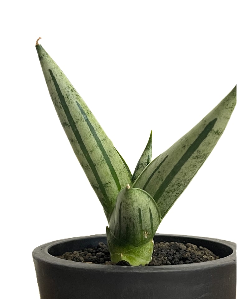 サンセベリア ジュピター「Sansevieria Jupiter」30E-1 | SHOUCH