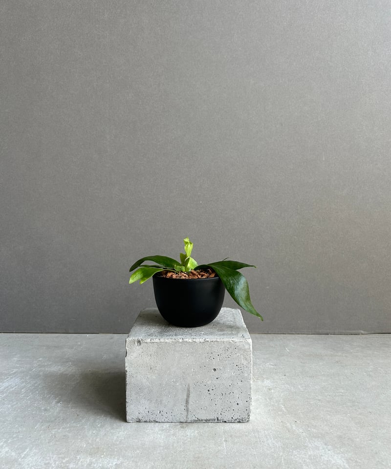 ビカクシダ ゴースト ハンズ 子株 (P. ウィリンキーx P