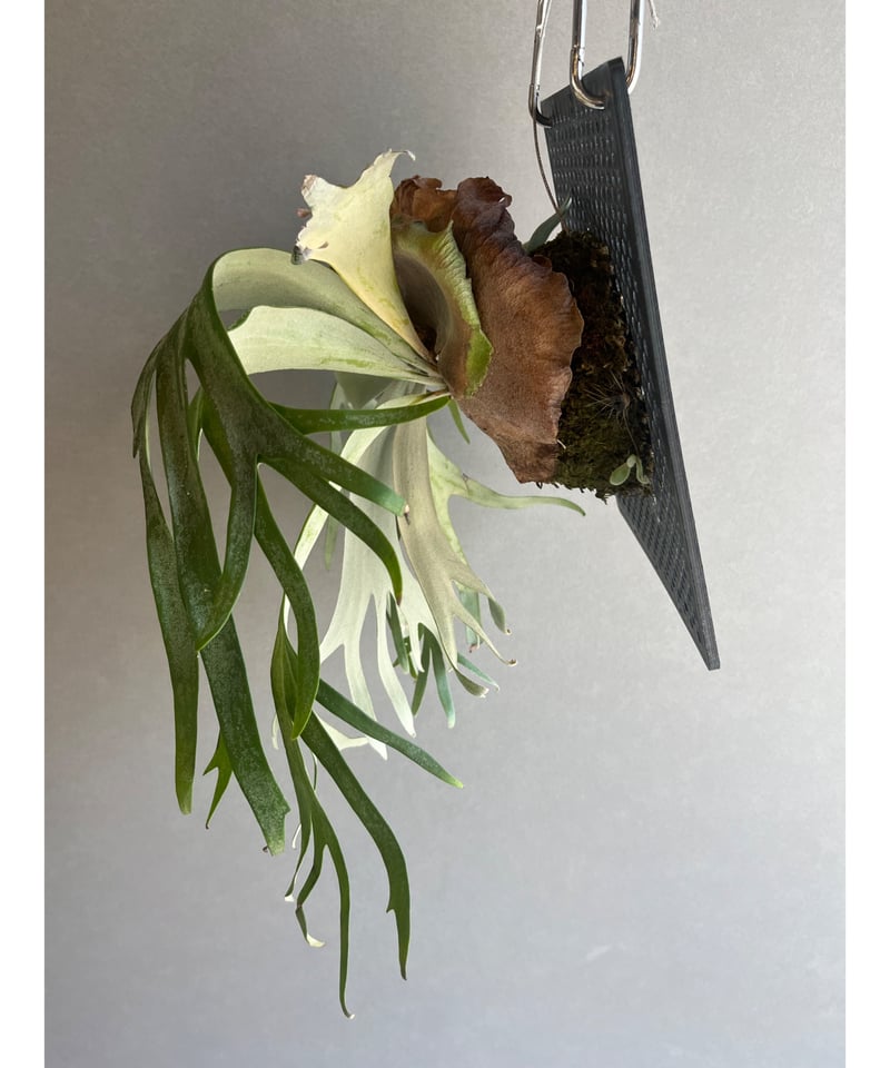 ビカクシダ ウィリンキー カート ウィール「Platycerium willinckii cv