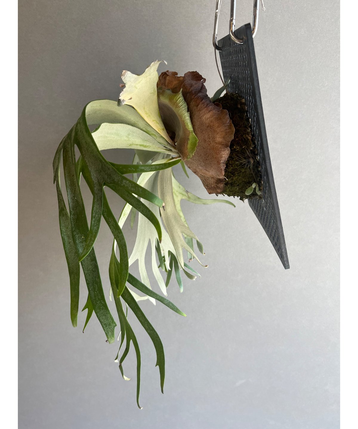 ビカクシダ ウィリンキー カート ウィール「Platycerium willinckii cv