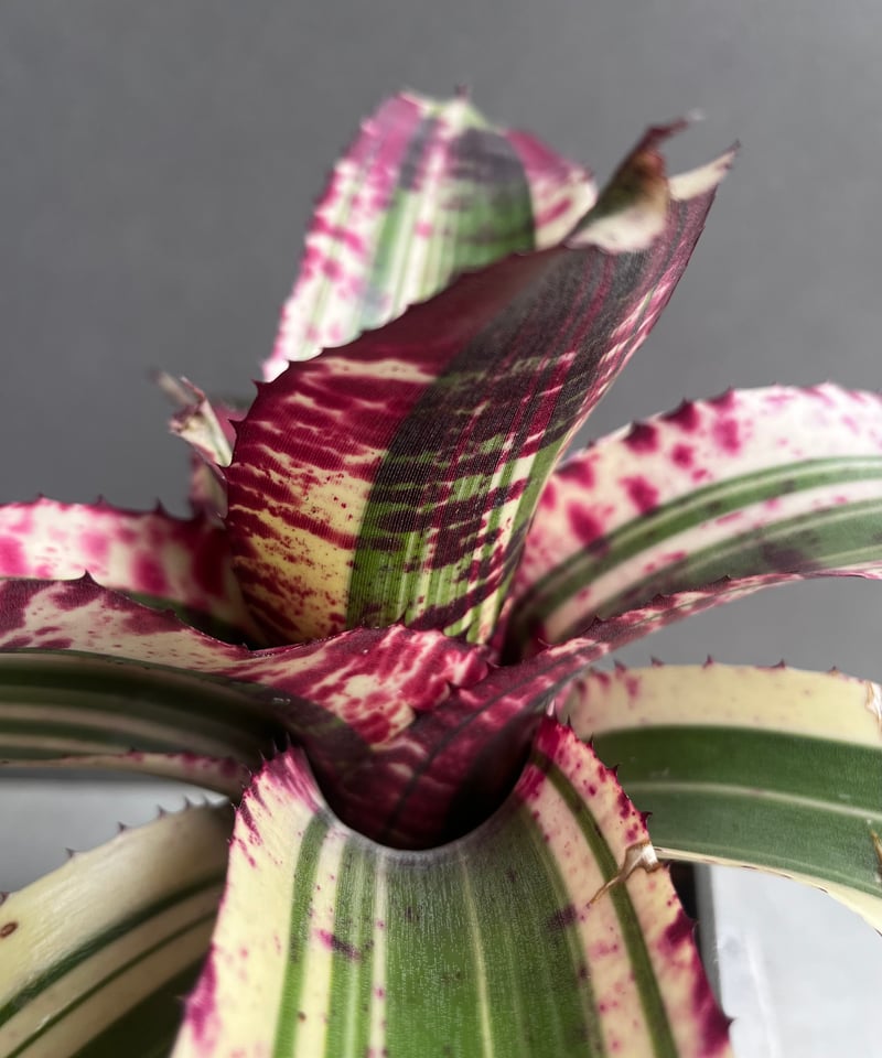 ネオレゲリア スーパーチャージド 「Neoregelia Supercharged」42Z |