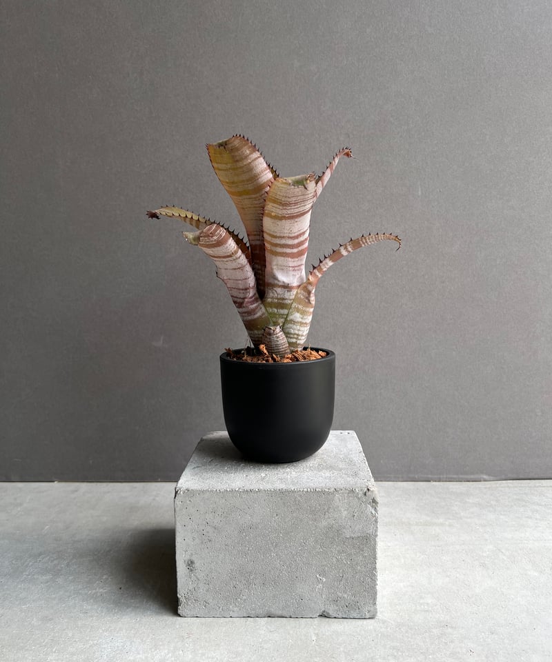ビルベルギア ホリダ var. ティグリナ 「Billbergia horrida var.