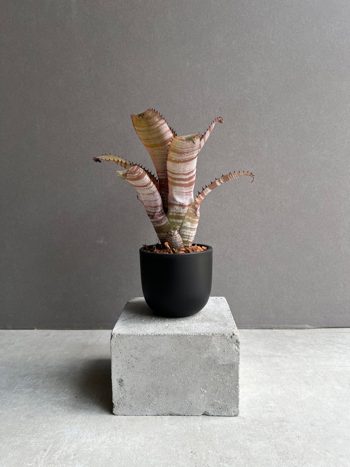 さ*ま様 ビルベルギア・ホリダ・ホリダ Billbergia horrida 子 さ*ま様 ビルベルギア・ホリダ・ホリダ Billbergia horrida 子