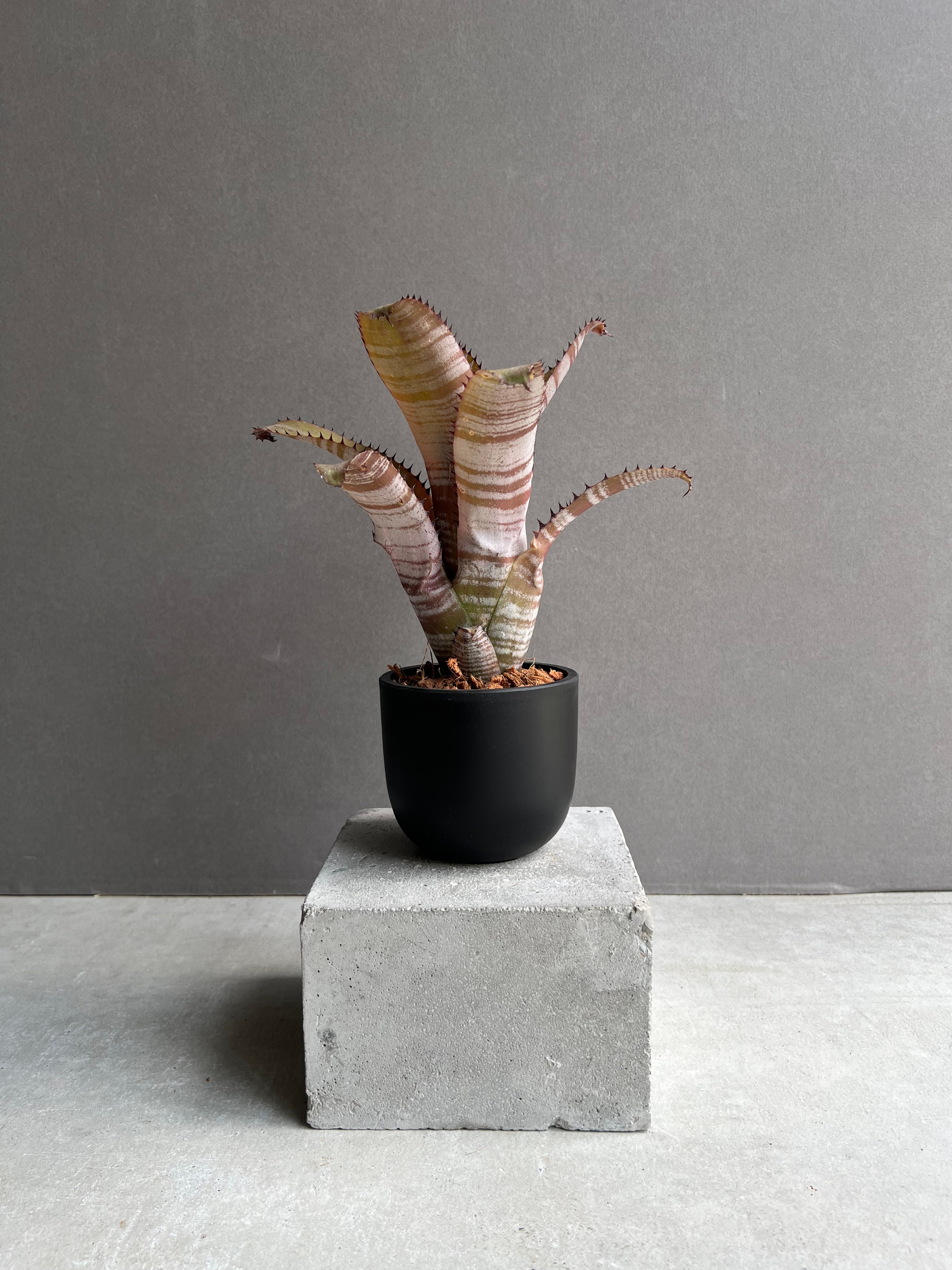 ビルベルギア ホリダ var. ティグリナ 「Billbergia horrida var.