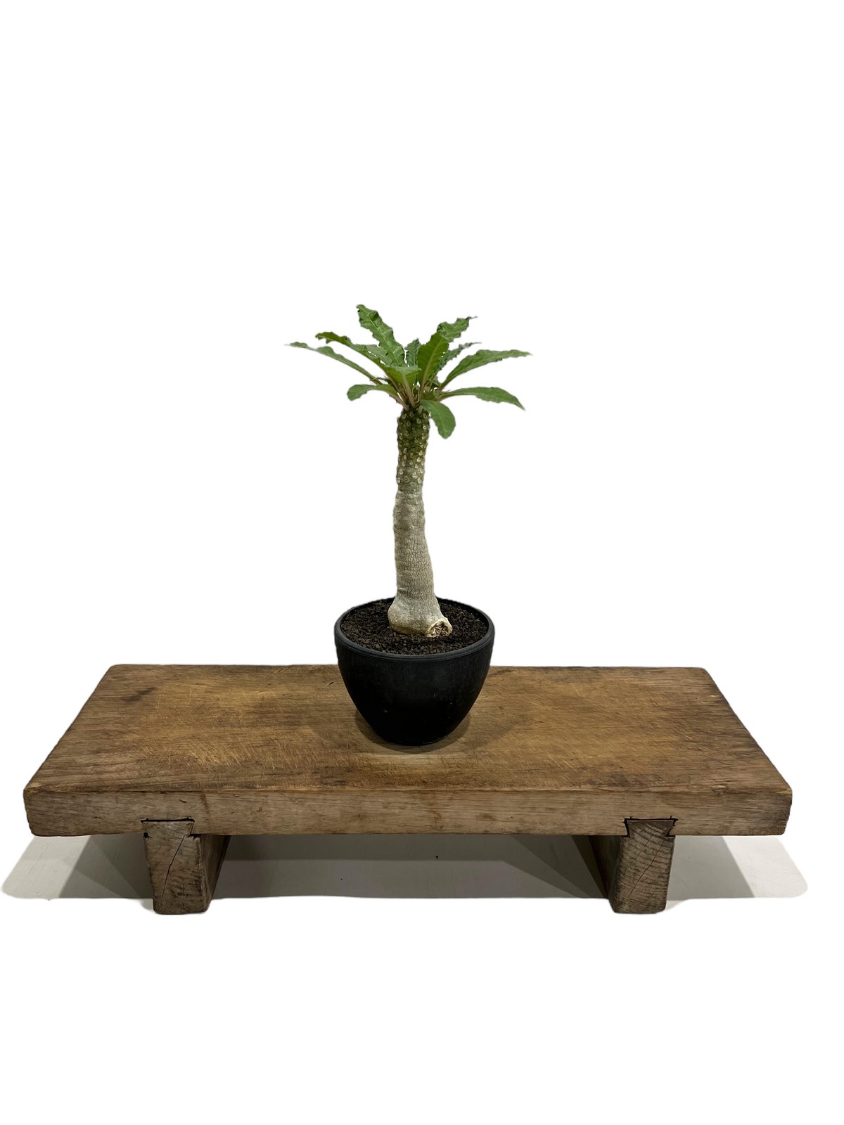 ドルステニア ラブラニー x ホルウッディ 「Dorstenia lavrani x ドルステニア ラブラニー x ホルウッディ 「Dorstenia lavrani x