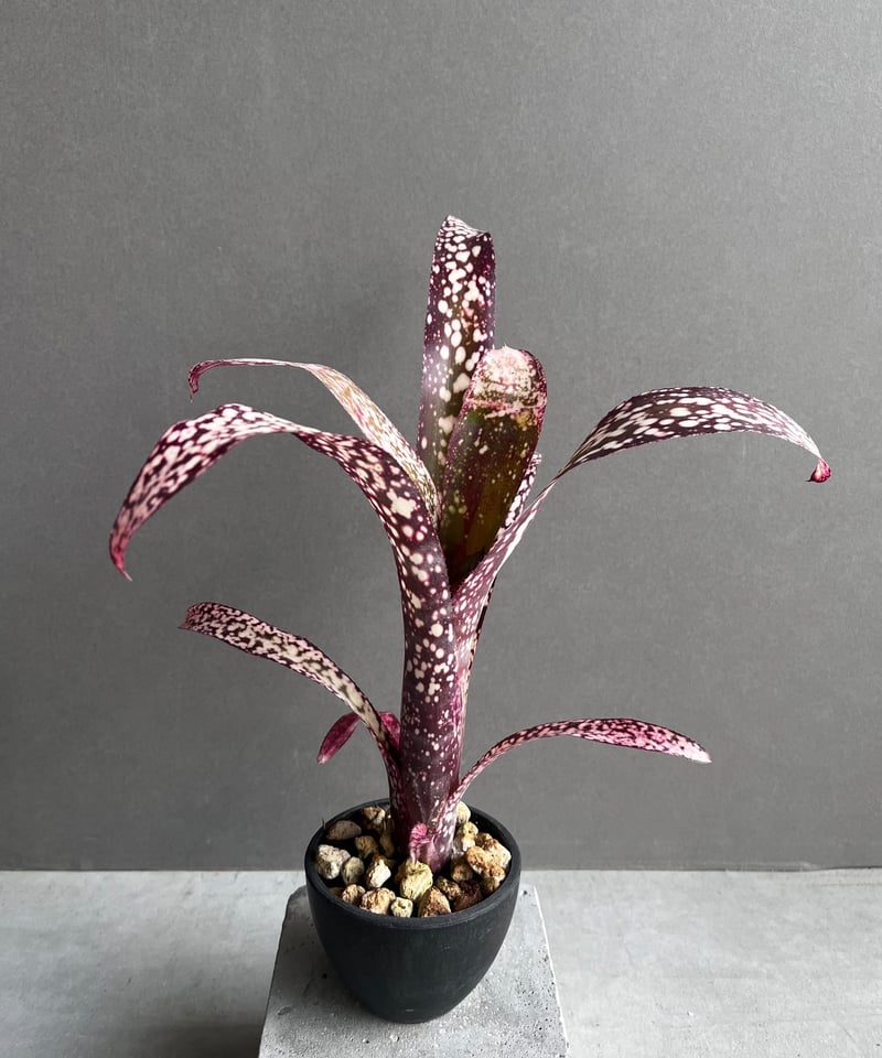 ブロメリア・エアープランツ Billbergia Dream ─────────────────── Billbergia 'Zipline
