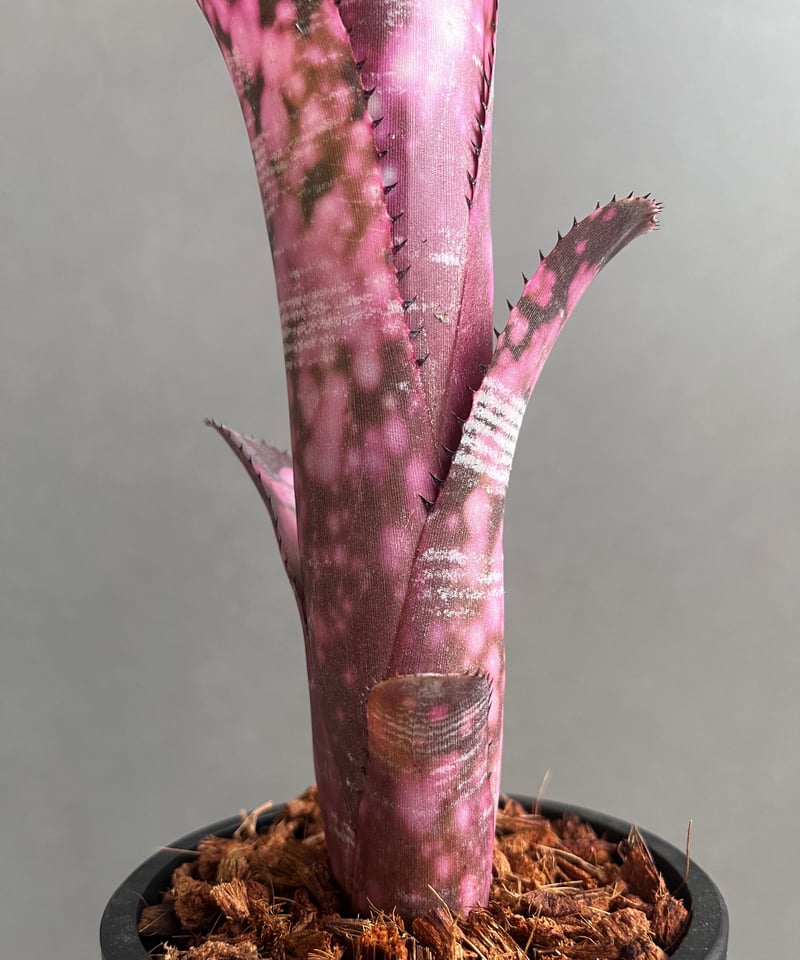 ビルベルギア インセンディアリー デライト 「Billbergia Incendiary De