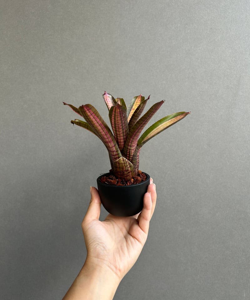 Neoregelia Skotak Hybrid〔ネオレゲリア〕N0602 Neoregelia Skotak Hybrid〔ネオレゲリア〕N0602 ネオレゲリア
