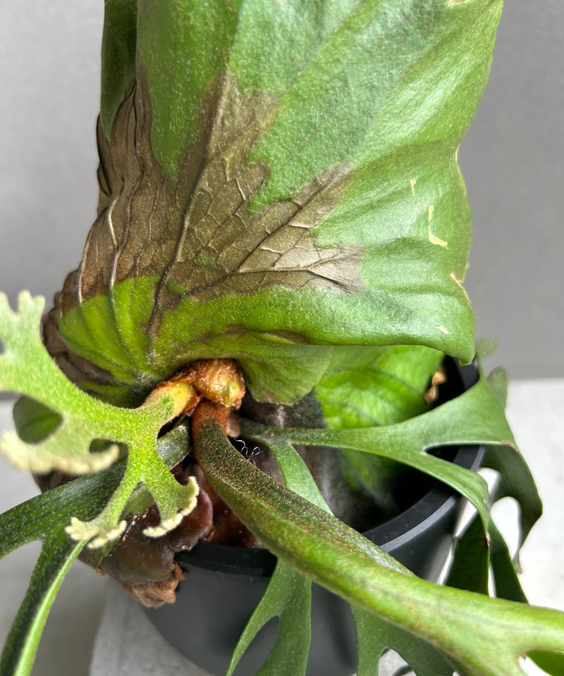 ビカクシダ キッチャクード細葉 「Platycerium kitshakood thin l