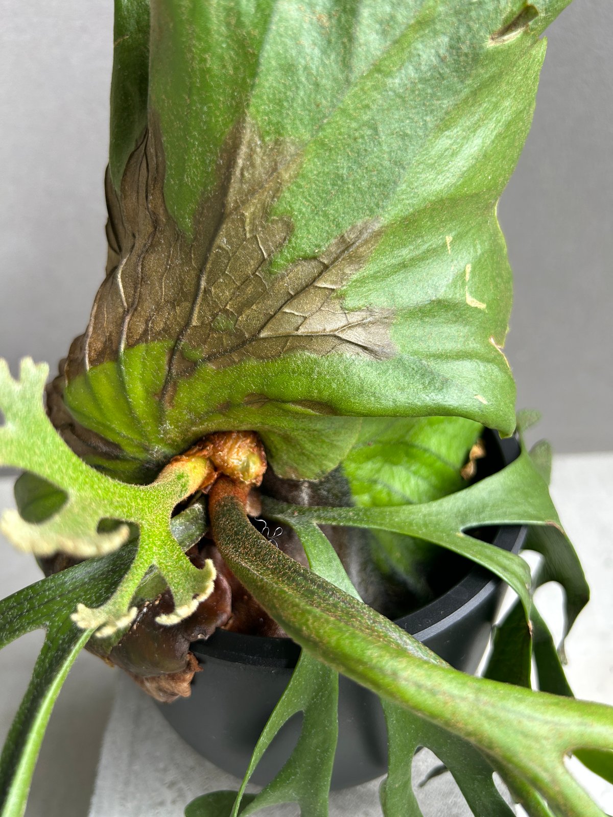 ビカクシダ キッチャクード細葉 「Platycerium kitshakood thin l