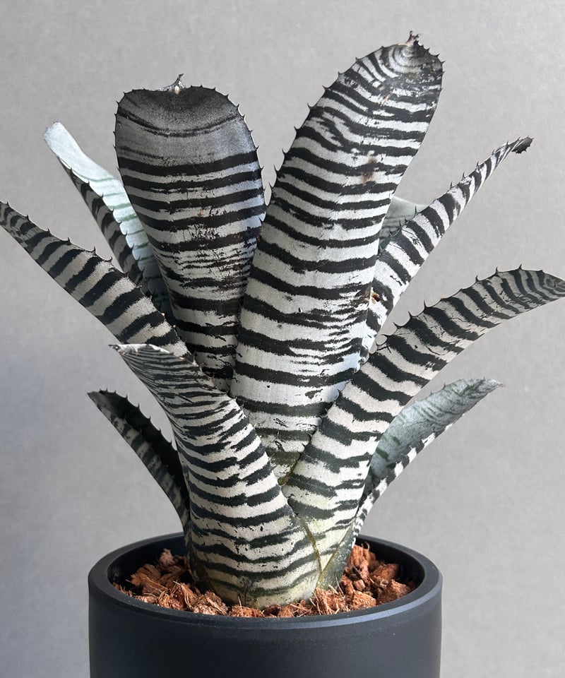 エクメア チャンティニーブラックセレクト 【公式通販】